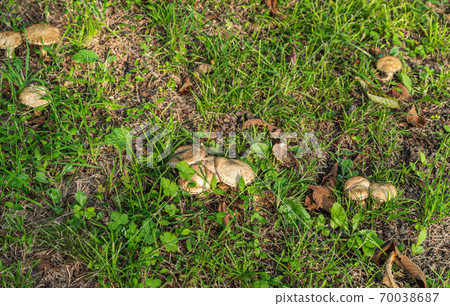 天然蘑菇Shironumeri Iguchi蘑菇 70038687