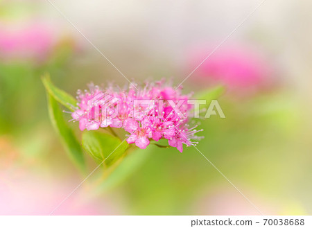 Shimotsuke's flower Shimotsuke's flower 70038688