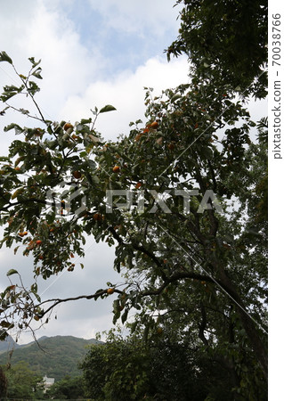 Plants, flowers, autumn, gardens, crops 70038766