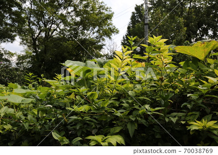 Plants, flowers, autumn, gardens, crops 70038769