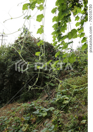 Plants, flowers, autumn, gardens, crops 70038780