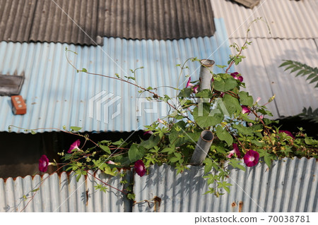 Plants, flowers, autumn, gardens, crops 70038781