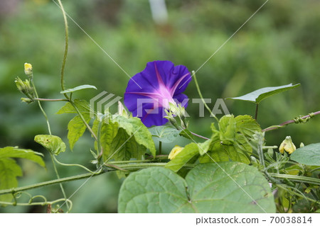 Plants, flowers, autumn, gardens, crops Plants, flowers, autumn, gardens, crops 70038814