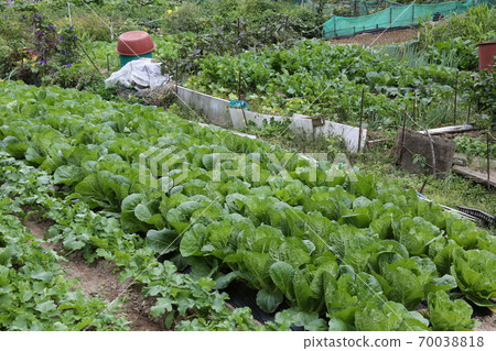 Plants, flowers, autumn, gardens, crops Plants, flowers, autumn, gardens, crops 70038818