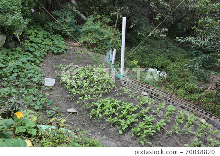 植物,花卉,秋天,花園,農作物 植物,花卉,秋天,花園,農作物 70038820