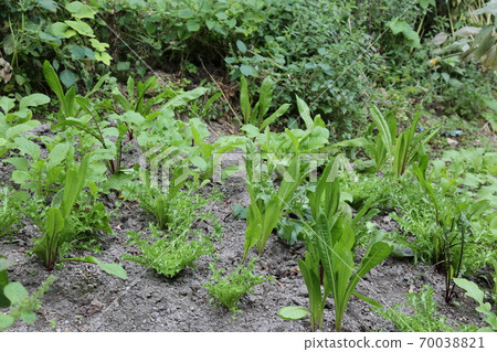 Plants, flowers, autumn, gardens, crops Plants, flowers, autumn, gardens, crops 70038821