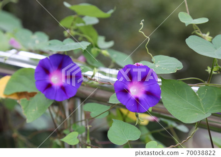 Plants, flowers, autumn, gardens, crops 70038822