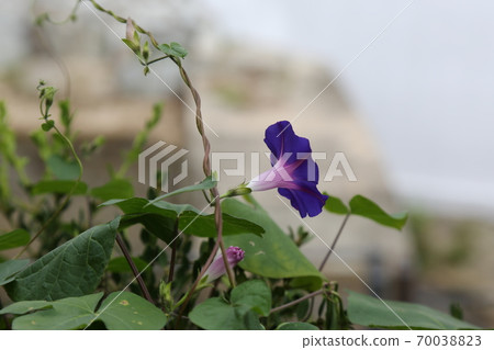 Plants, flowers, autumn, gardens, crops Plants, flowers, autumn, gardens, crops 70038823