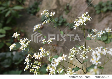 Plants, flowers, autumn, gardens, crops Plants, flowers, autumn, gardens, crops 70038826
