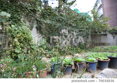Plants, flowers, autumn, gardens, crops 70038836