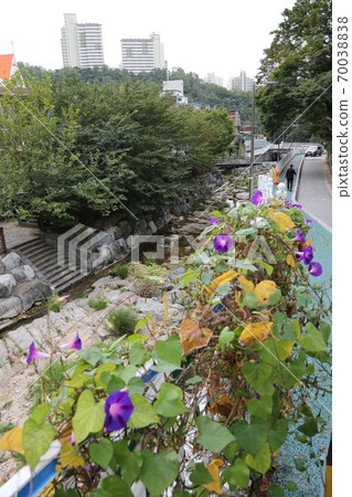 Plants, flowers, autumn, gardens, crops Plants, flowers, autumn, gardens, crops 70038838
