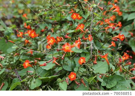 Plants, flowers, autumn, gardens, crops Plants, flowers, autumn, gardens, crops 70038851