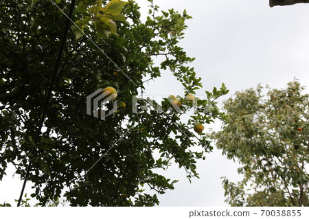 Plants, flowers, autumn, gardens, crops 70038855