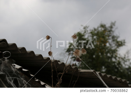 Plants, flowers, autumn, gardens, crops 70038862