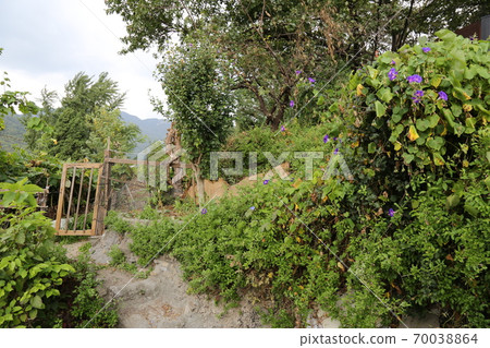 Plants, flowers, autumn, gardens, crops 70038864