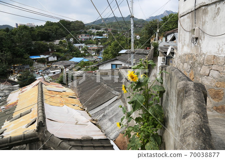 Plants, flowers, autumn, gardens, crops 70038877