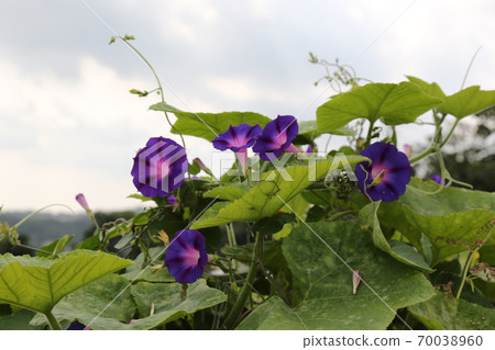 Plants. Pumpkin flowers. Wildflowers. Wildflowers 70038960