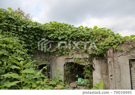 Plants. Pumpkin flowers. Wildflowers. Wildflowers 70038995