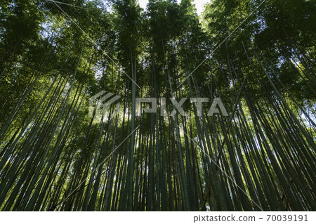 Kyoto, a bamboo grove that shines mysteriously in the sunlight 70039191