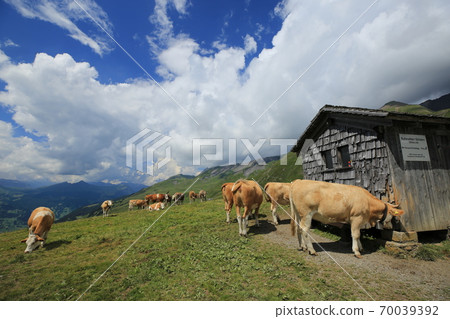 Cows grazing in the Swiss mountains (Grosse Scheidegg, Switzerland) 70039392