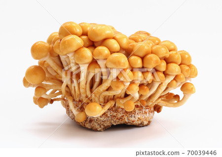 Nameko Nameko 70039446