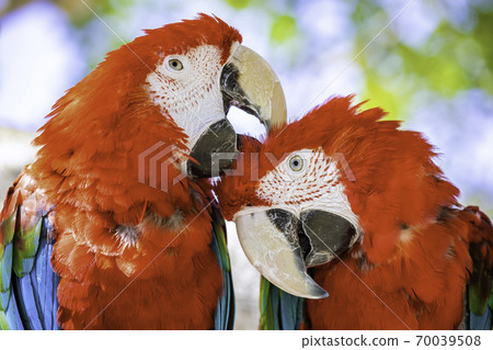 A couple of beautiful red-and-green macaws 70039508