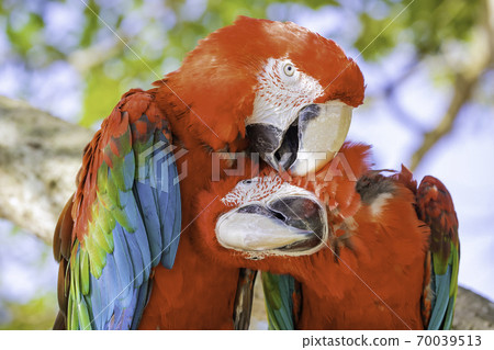 A couple of beautiful red-and-green macaws 70039513