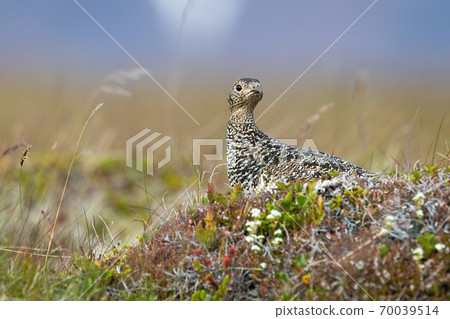 Rock ptarmigan female sitting on stone in summer. 70039514