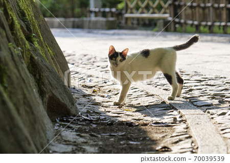 A white kitten staring at me at dusk A white kitten staring at me at dusk 70039539