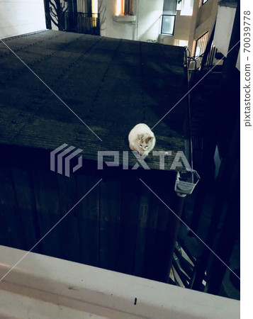 小貓kitten縮在屋頂上 70039778