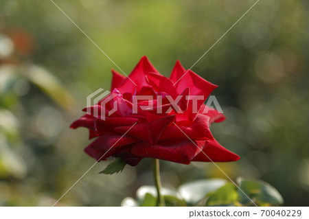 Arao City Ominous Citizen Flower Bed Rose Flower, 70040229