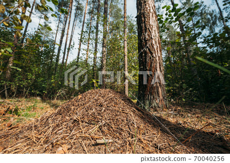 Red Forest Ants Formica Rufa In Anthill Under Pine Tree. Red Ant Colony Red Forest Ants Formica Rufa In Anthill Under Pine Tree. Red Ant Colony 70040256