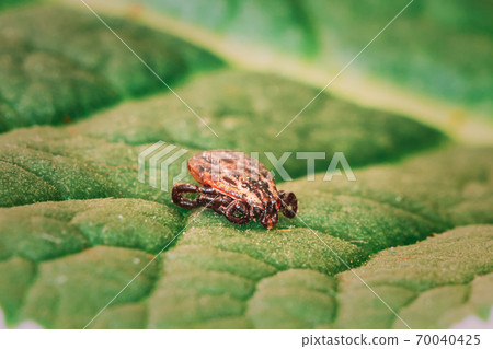 Dermacentor Reticulatus On Green Leaf. Also Known As The Ornate Cow Tick, Ornate Dog Tick, Meadow Tick, And Marsh Tick. Family Ixodidae. Ticks Are Carriers Of Dangerous Diseases Dermacentor Reticulatus On Green Leaf. Also Known As The Ornate Cow Tick, Ornate Dog Tick, Meadow Tick, And Marsh Tick. Family Ixodidae. Ticks Are Carriers Of Dangerous Diseases 70040425