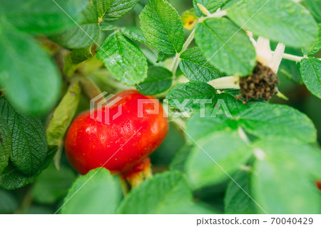 Red Rose Hip Or Rosehip, Also Called Rose Haw And Rose Hep, Is Accessory Fruit Of Rose Plant Red Rose Hip Or Rosehip, Also Called Rose Haw And Rose Hep, Is Accessory Fruit Of Rose Plant 70040429