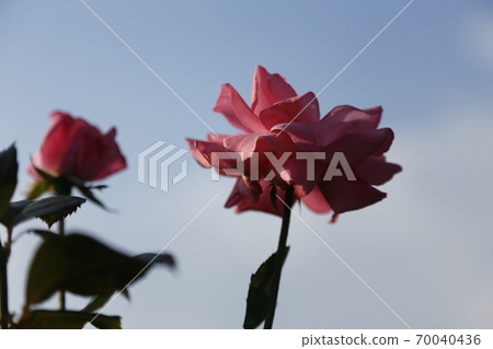 Arao City Ominous Citizen Flower Bed Rose Flower, Arao City Ominous Citizen Flower Bed Rose Flower, 70040436