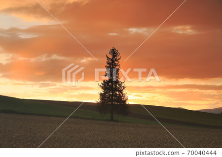 北海道美瑛町的夕陽雲和聖誕樹 70040444