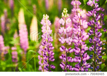 Purple lupine blooms. Closeup of bright flowers in green grass Purple lupine blooms. Closeup of bright flowers in green grass 70040485