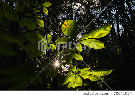 Horse chestnut leaves in the forest Horse chestnut leaves in the forest 70041034