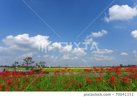 Kariya city cluster amaryllis and Shinkansen Kariya city cluster amaryllis and Shinkansen 70041151