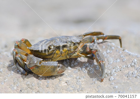 Macro crab on a barnacle covered rock 70041157