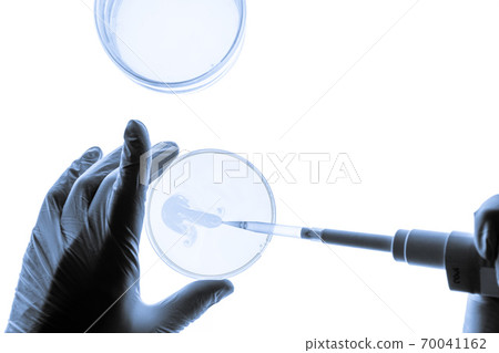 Chemical research in Petri dishes on white background. Experiment in a science laboratory. Chemical research in Petri dishes on white background. Experiment in a science laboratory. 70041162