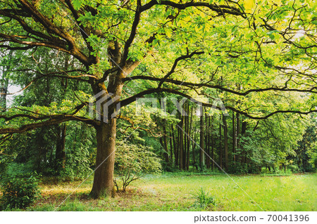 Green Oak Tree in Summer Park Forest. Spring Nature Landscape Green Oak Tree in Summer Park Forest. Spring Nature Landscape 70041396