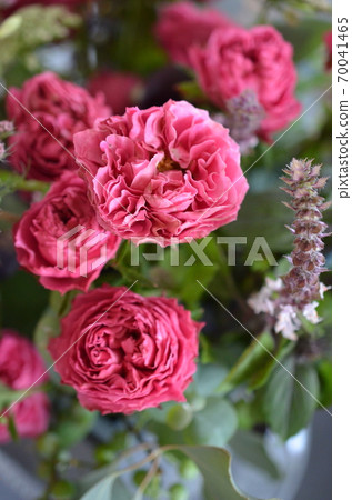 Red frilled rose 70041465