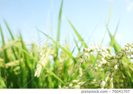 Inaho paddy rice 70041707