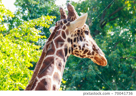 Close-up portrait of a giraffe against green foliage background 70041736