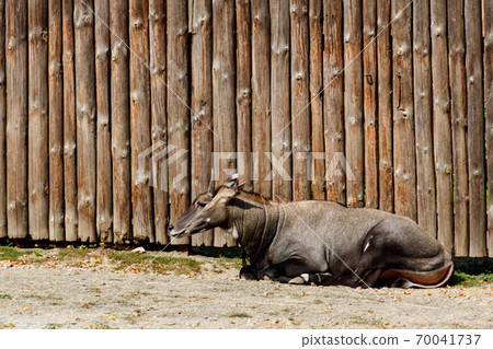 Antelope Nilgai or Blue Bull (Boselaphus Tragocamelus) 70041737