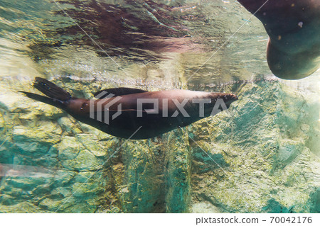 橫濱動物園Zurasia /神奈川縣 70042176