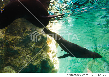 橫濱動物園Zurasia /神奈川縣 70042177