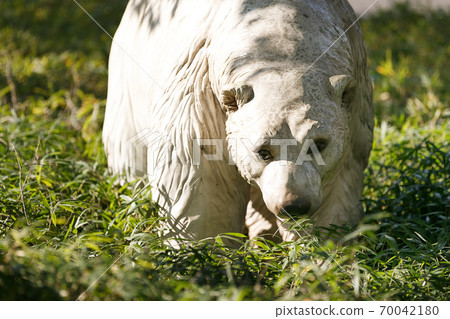 Yokohama Zoo Zoorasia, Kanagawa Prefecture, Japan 70042180
