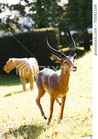 橫濱動物園Zurasia /神奈川縣 橫濱動物園Zurasia /神奈川縣 70042184